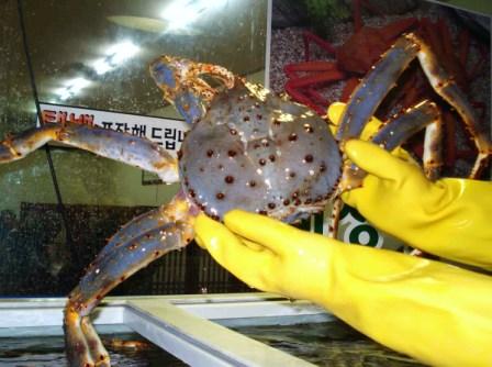 My next meal of fresh Russian King Crab, and it was simply bliss, try some soon. My next meal of fresh Russian King Crab, and it was simply bliss, try some soon.