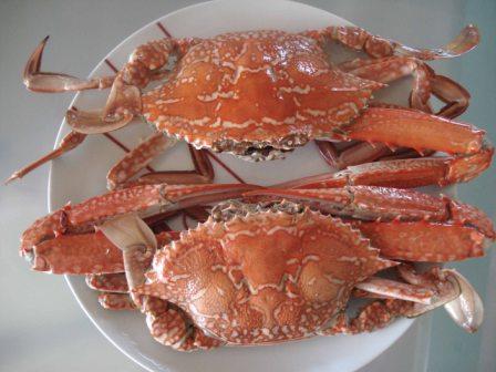 Nothing beats fresh cooked blue swimmer crabs and this recent  meal was delicious